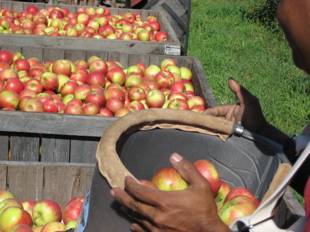 fresh picked apples at Pine Tree Apple Orchard
