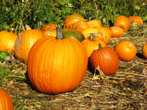 Pumpkin patch | Pine Tree Apple Orchard