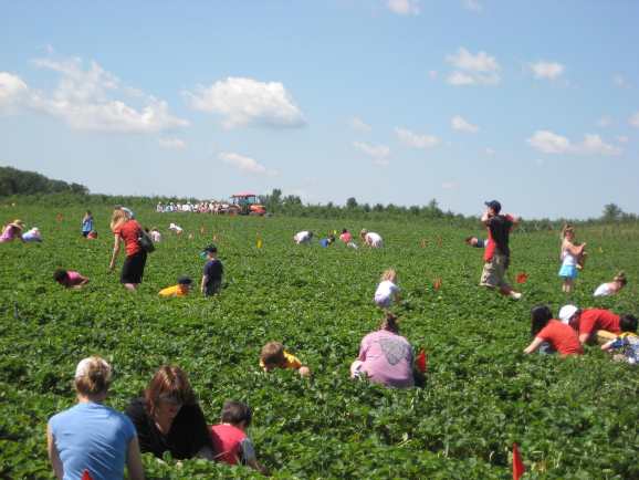 Pick your own strawberries at Pine Tree Apple Orchard